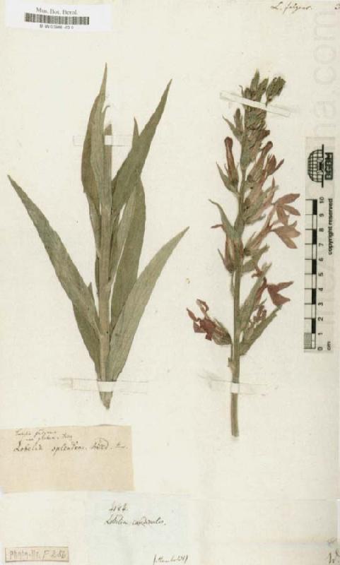 Lobelia fulgens, Alexander von Humboldt